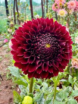 Dahlia