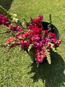 Snap Dragons