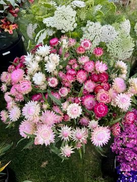 Straw Flower