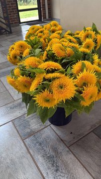 Teddy Sonneblomme